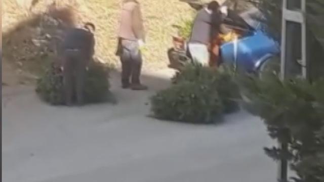 Yılbaşı için çam ağacı keserken yakalandılar
