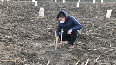Gıda ve ilaç sanayinin gözde bitkisi Mustafakemalpaşa’da yetiştirilecek