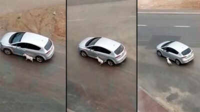 Hayvana eziyete bir yenisi daha eklendi