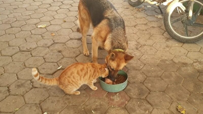 Yer: Bursa… Kedi ile köpeğin şaşırtan dostluğu Bursa’nın İznik ilçesinde birlikte büyüyen kedi ile köpeğin dostluğu görenleri