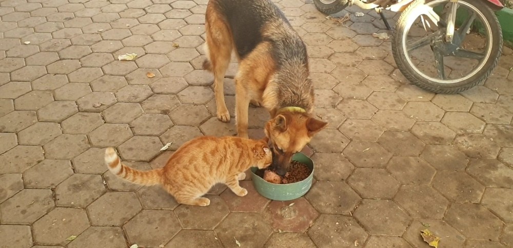Yer: Bursa… Kedi ile köpeğin şaşırtan dostluğu Yer: Bursa… Kedi ile köpeğin şaşırtan dostluğu