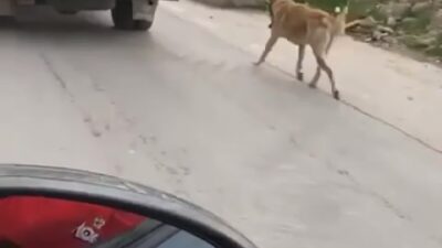 Bursa’da isyan ettiren görüntü! Köpeği böyle sürükledi