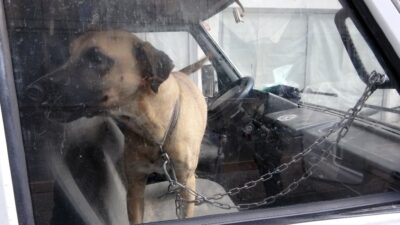 Köpeğini karavanda zincirle bağladı, gazetecilere ’niye çekiyorsunuz’ diye saldırdı