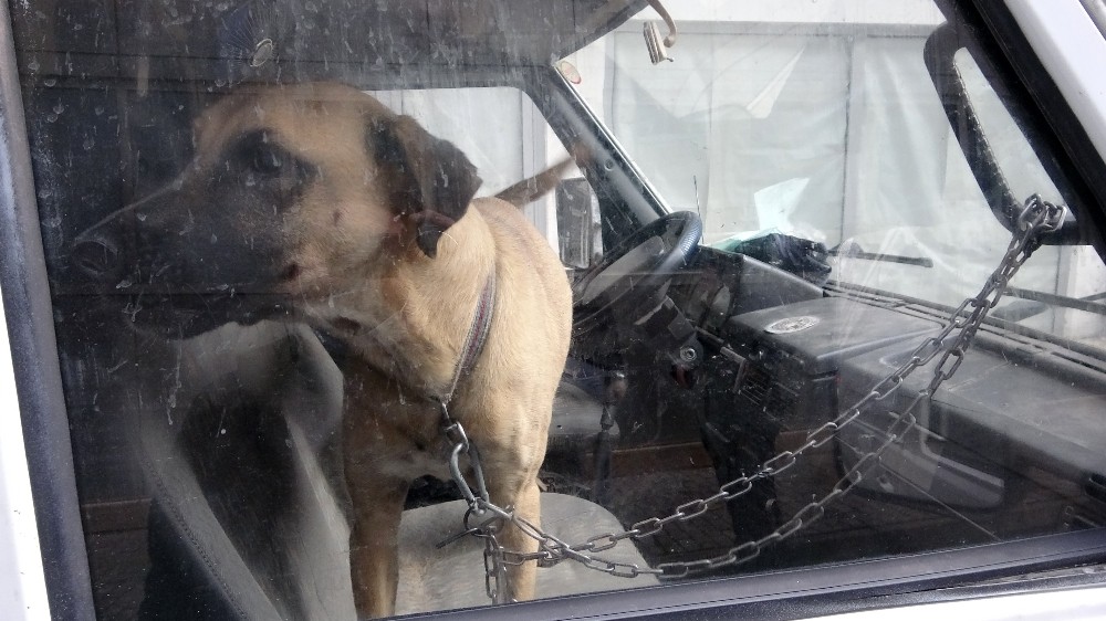 Köpeğini karavanda zincirle bağladı, gazetecilere ’niye çekiyorsunuz’ diye saldırdı