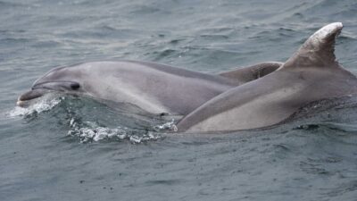 Marmara’da yunusların şovu