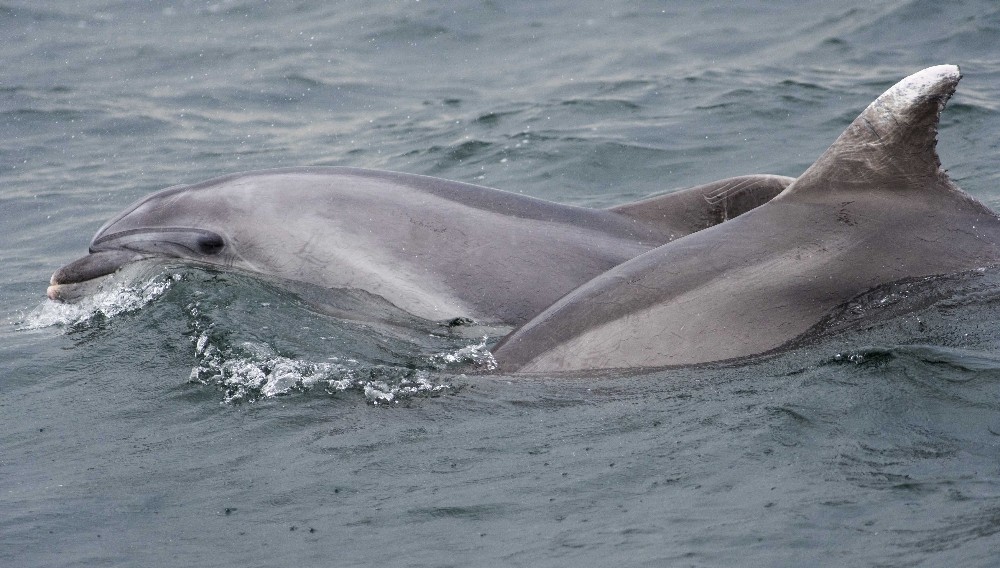 Marmara’da yunusların şovu Marmara’da yunusların şovu