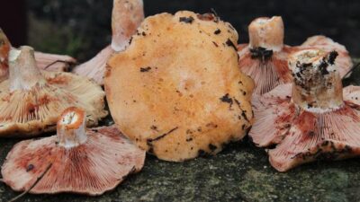 Balıkesir’deki melki mantarı sofraları süslüyor