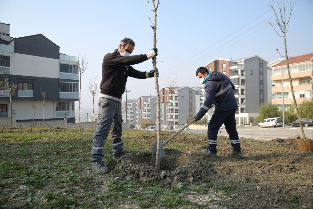 Nilüfer’de fidan dikimi başladı