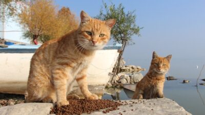 Nilüfer’de sokak hayvanları yalnız değil