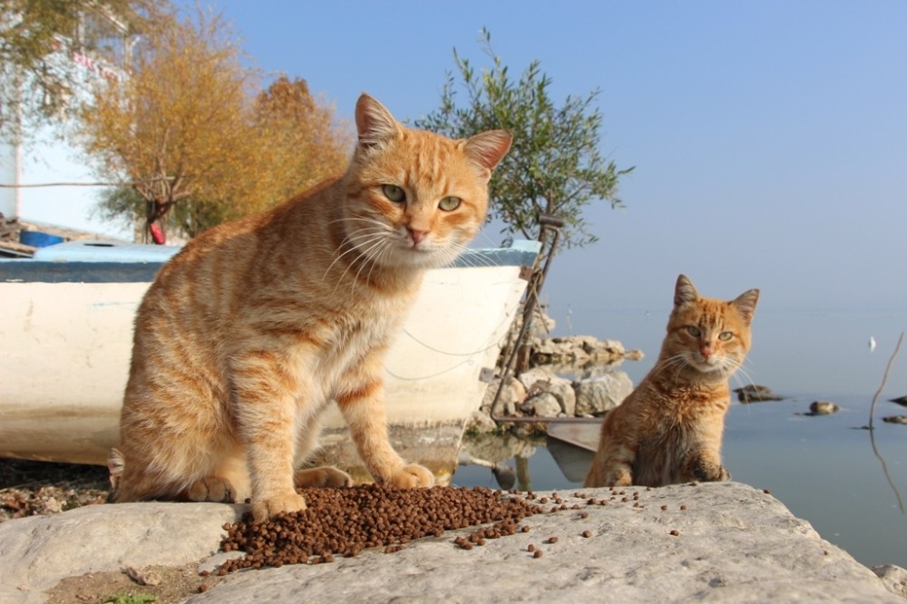 Nilüfer’de sokak hayvanları yalnız değil