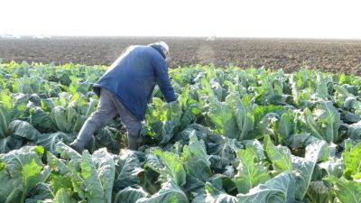 Karnabahar fiyatları koronavirüsle uçuşa geçti