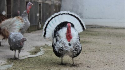 Renkleri ve güzellikleri hindileri yıl başında kesilmekten kurtardı