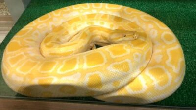 Operasyonda 3 metrelik piton ele geçirildi