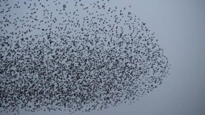 Bursa’da sığırcık kuşlarının gökyüzündeki dansı!