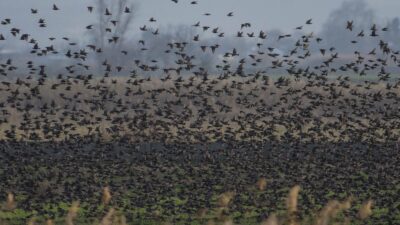 Sığırcık kuşlarından görsel şölen