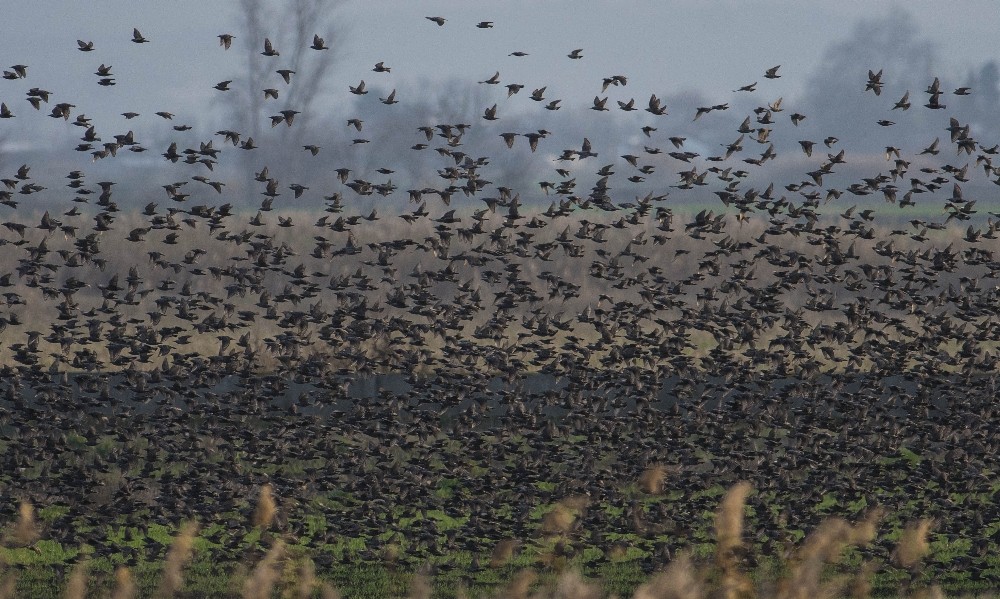Sığırcık kuşlarından görsel şölen