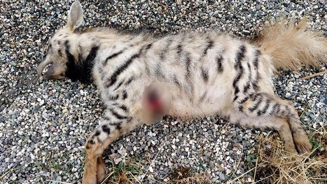 Nesli tükenme tehlikesi altında! Silahla vurularak öldürüldü