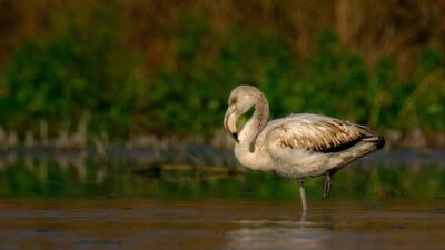 Gölyazı’nın sürpriz misafirleri