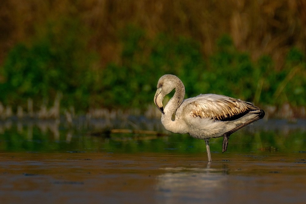 Gölyazı’nın sürpriz misafirleri