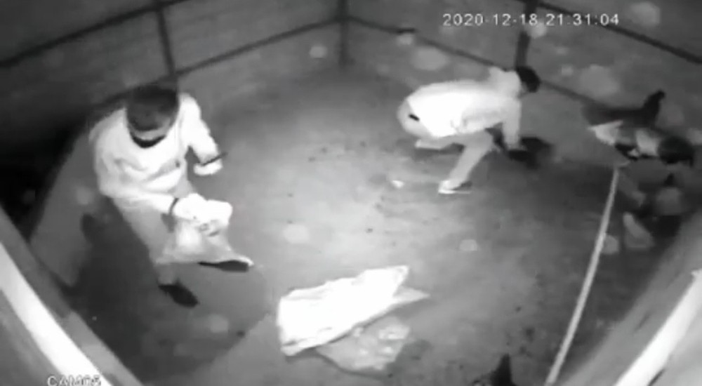 Tavukları çuvala doldurup çaldılar