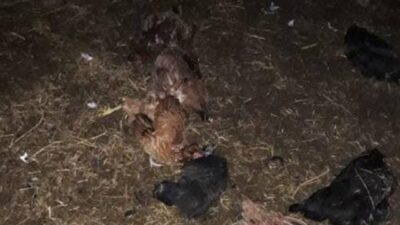 Ağıla giren köpekler 70 tavuk ve 3 kuzuyu telef etti