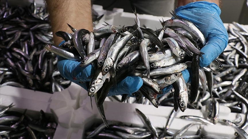 Hamsi üç ayda 2,2 milyon dolar kazandırdı