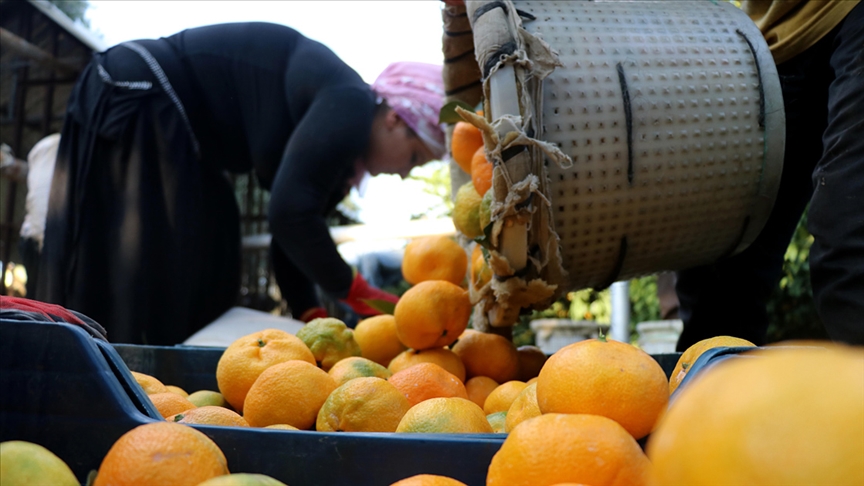 Mandalina üreticileri sezonu ‘mutlu’ uğurluyor
