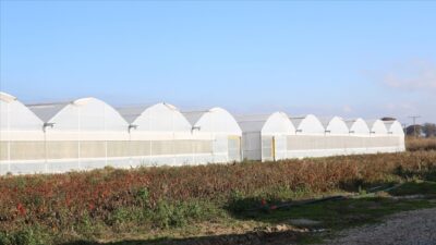 Çanakkale’de devlet destekleriyle büyüyen seracılık 113 köye yayıldı