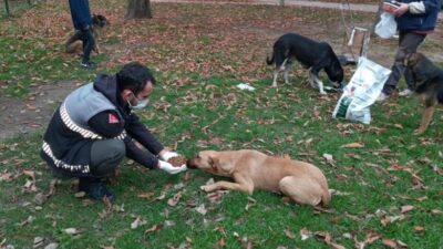 Dağ yolundaki sokak hayvanları aç kalmıyor