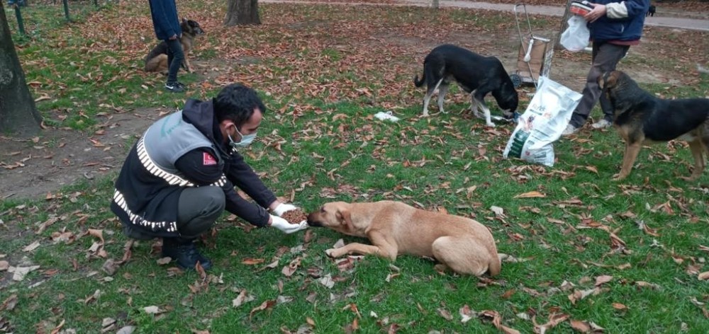 Dağ yolundaki sokak hayvanları aç kalmıyor
