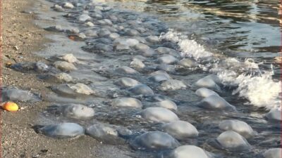 Korkutan görüntü! Her biri en az 1 kilo…