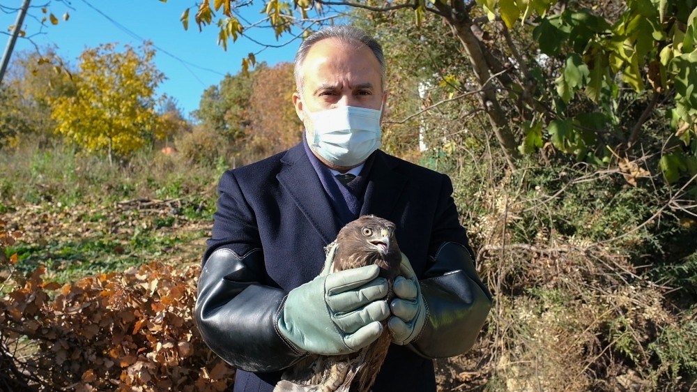 Yaralı şahin doğaya bırakıldı