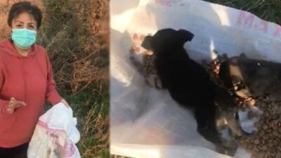 Bunun adı vicdansızlık…12 köpeği canlı canlı çuvala koyup ölüme terk ettiler