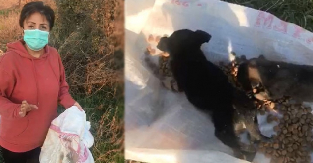 Bunun adı vicdansızlık…12 köpeği canlı canlı çuvala koyup ölüme terk ettiler