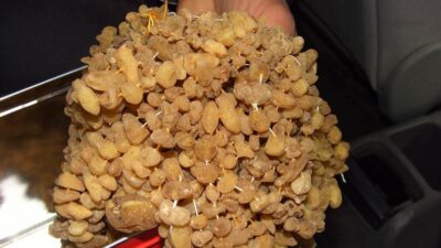 Toros Dağları’ndan gelen efsane lezzet! Kilosu bu yıl 800 lira oldu…