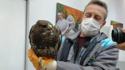 Bursa’da yaralı şahin tedavi altına alındı