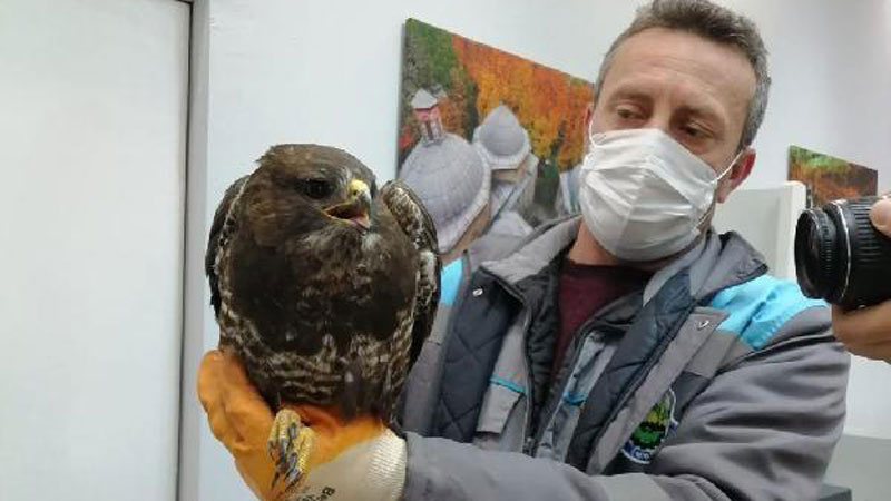 Bursa’da yaralı şahin tedavi altına alındı