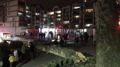 Bursa’da lodos çınar ağacını devirdi