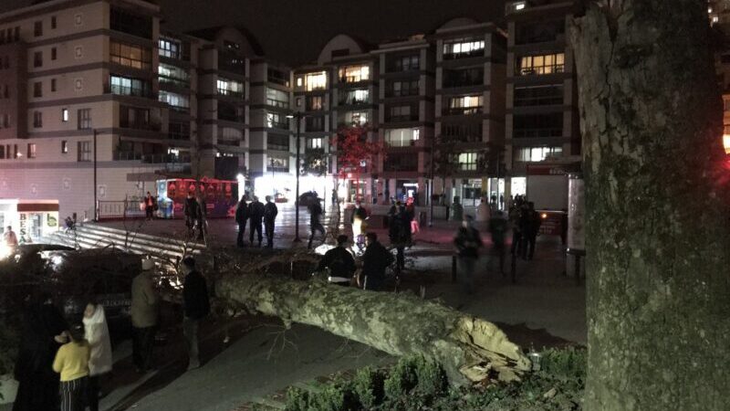 Bursa’da lodos çınar ağacını devirdi Bursa’da lodos çınar ağacını devirdi