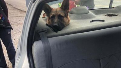 Köpeğin başı hoparlör boşluğuna sıkıştı