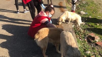 Gönüllüler sokak hayvanları için sahada