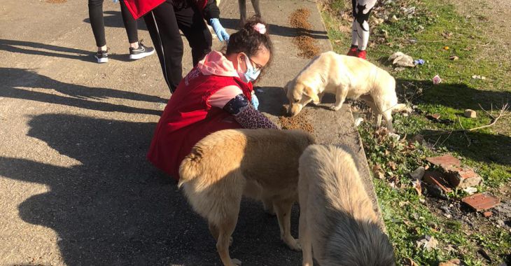Gönüllüler sokak hayvanları için sahada Gönüllüler sokak hayvanları için sahada