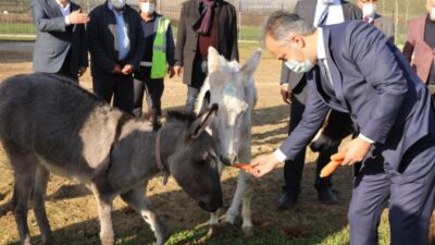 Bursa’nın emekli hayvanlar çiftliği