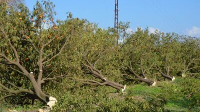 Miras katliamı! Binin üzerinde ağacı kesmiş