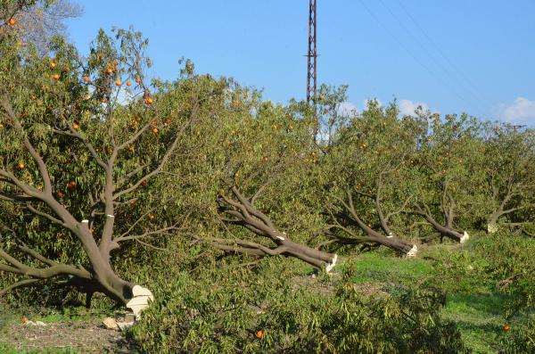 Miras katliamı! Binin üzerinde ağacı kesmiş
