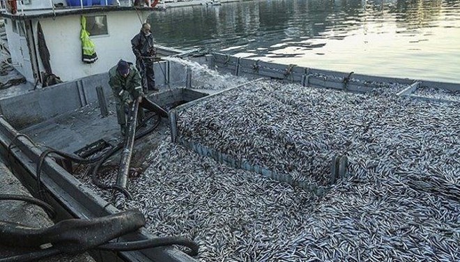 ‘Kota getirilsin’ Hamsi için yeni öneri