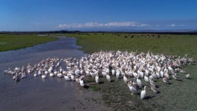Bursa’da drone destekli su kuşu sayımı tamamlandı