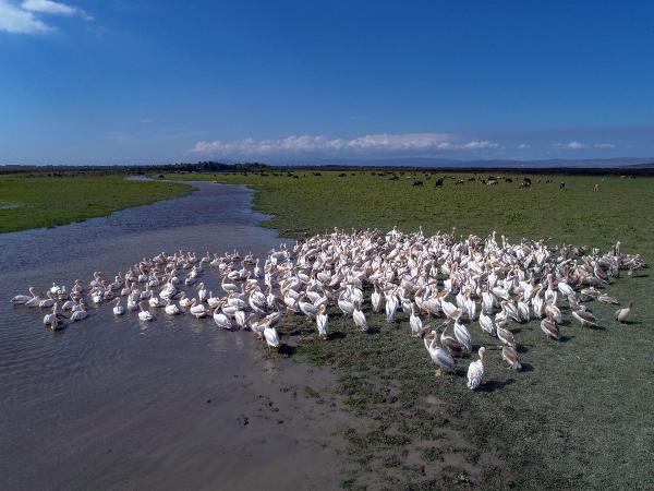 Bursa’da drone destekli su kuşu sayımı tamamlandı