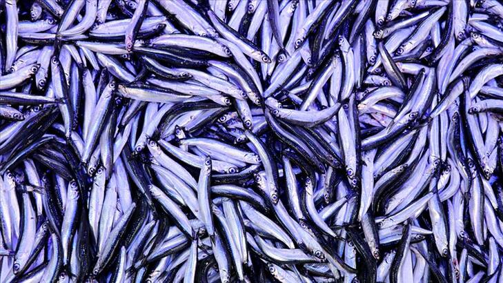 Hamsinin fiyatı 25 TL’den 15 TL’ye düştü