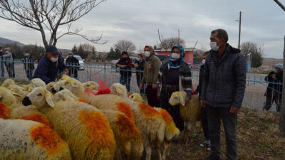 Aksaray’da koyunları telef olan aileye Valilik 33 koyun hediye etti